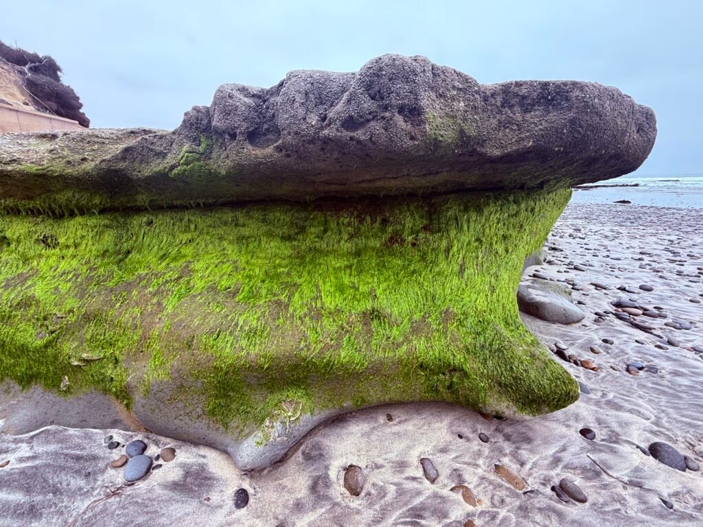 Moss-covered coastal rock shelf exposed at low tide along the San Elijo Lagoon coastline