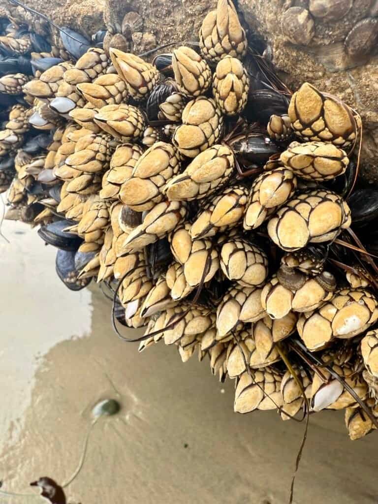 Gooseneck barnacles clinging to rocky shoreline exposed at low tide