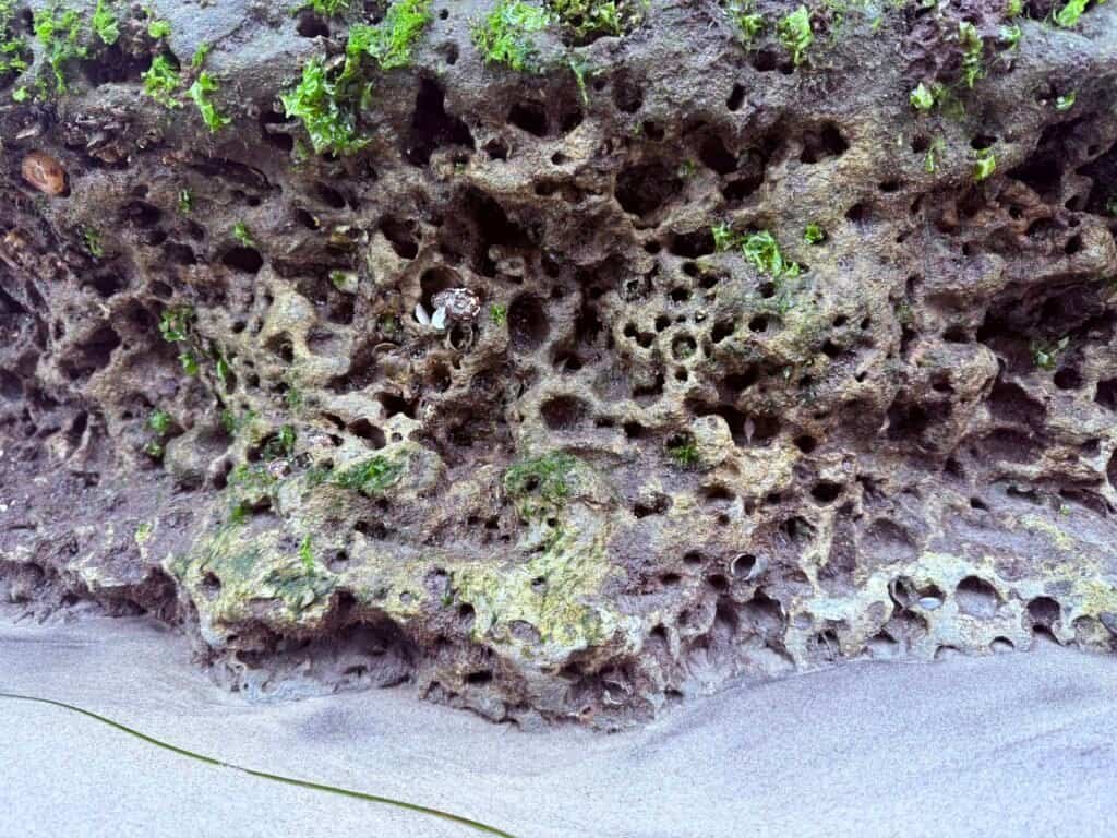 Close-up of tide-worn coastal rock with natural holes and sea-worn texture at low tide