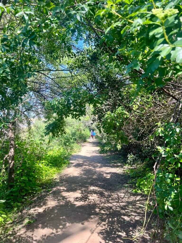 Shaded section of the Rios Trail leading toward Annie’s Canyon through dense greenery