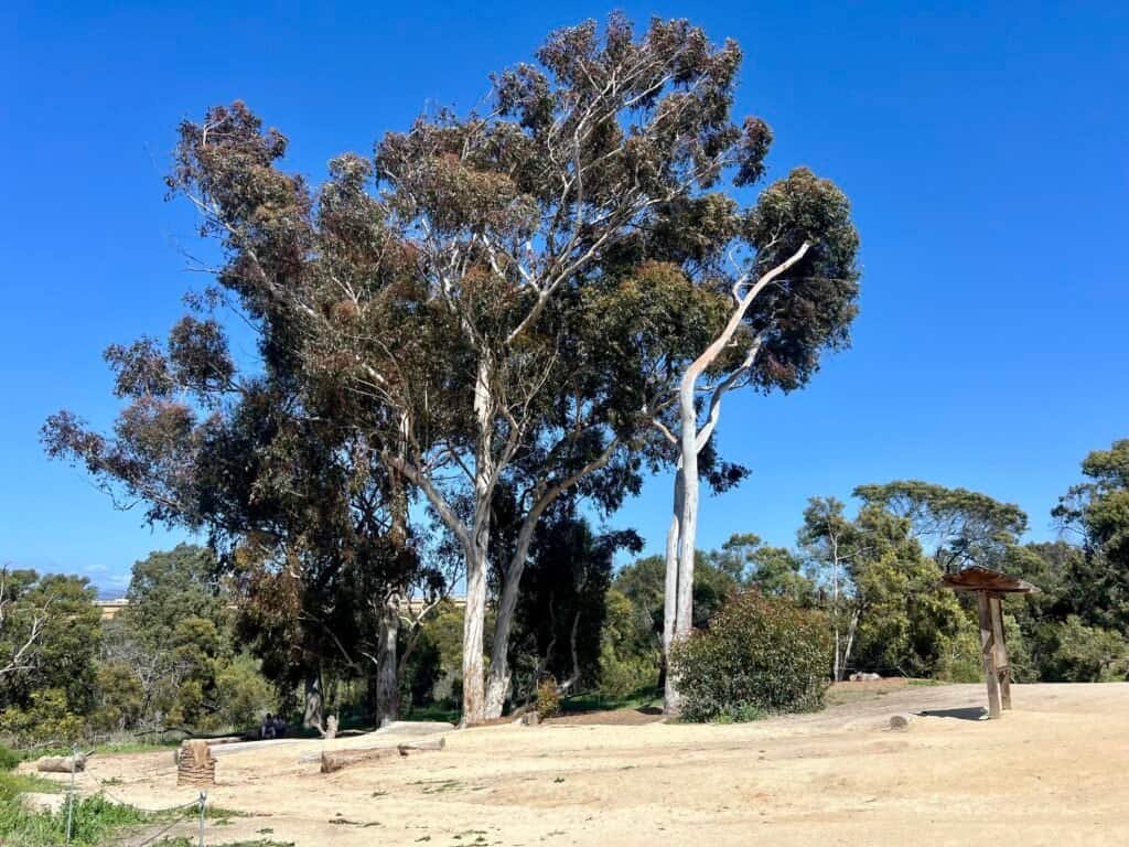 Large eucalyptus tree in an open clearing along the Rios Trail near Annie’s Canyon