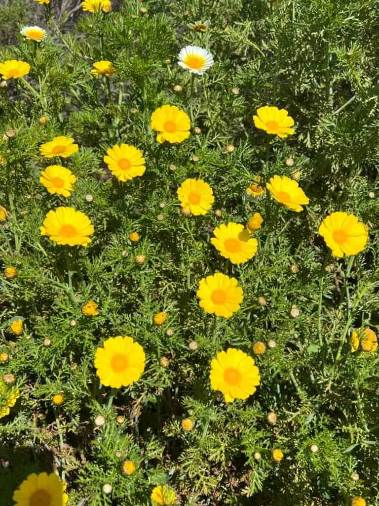Bright yellow wildflowers blooming along the San Elijo Lagoon trail in spring