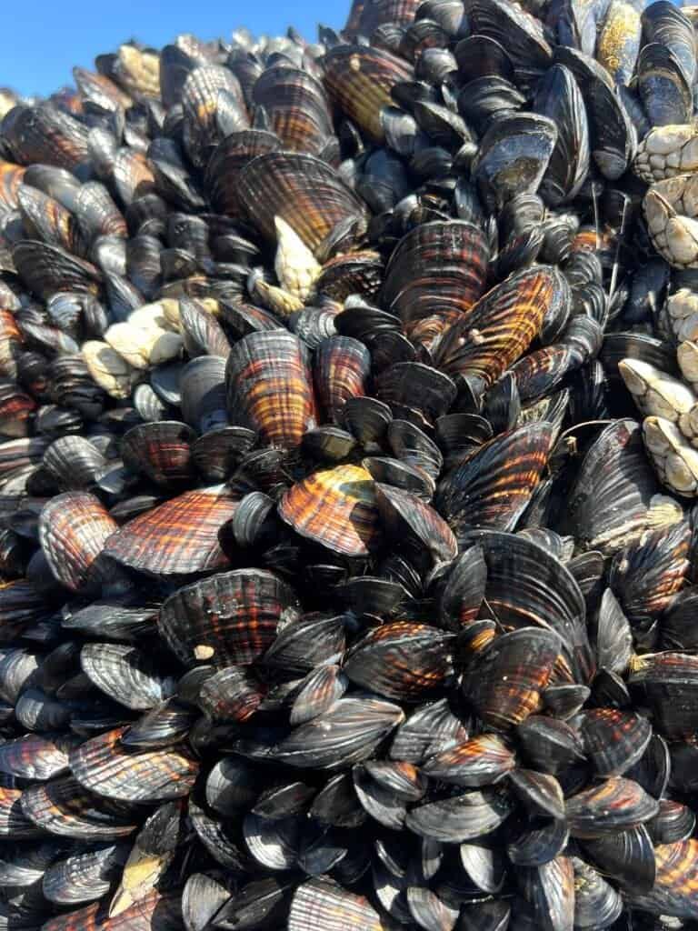 Cluster of California mussels attached to coastal rock at low tide