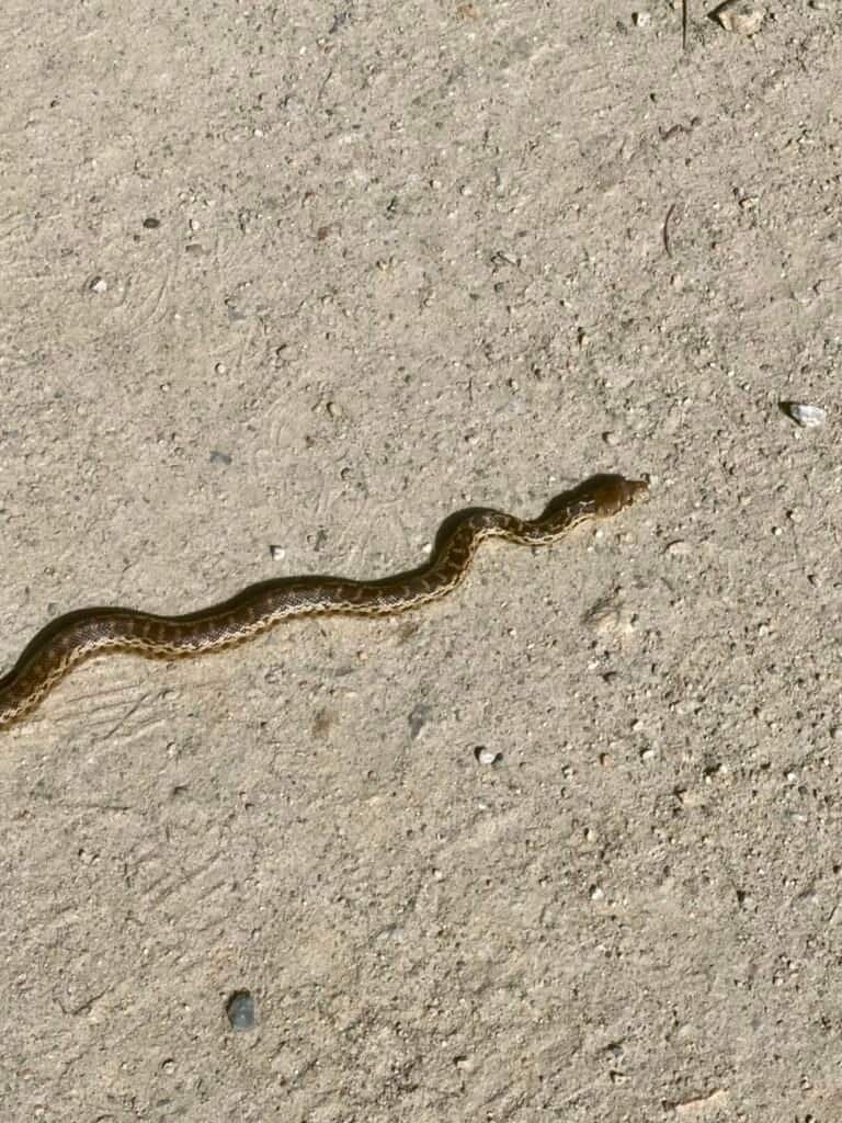 Harmless baby Pacific gopher snake crossing the trail near San Elijo Lagoon
