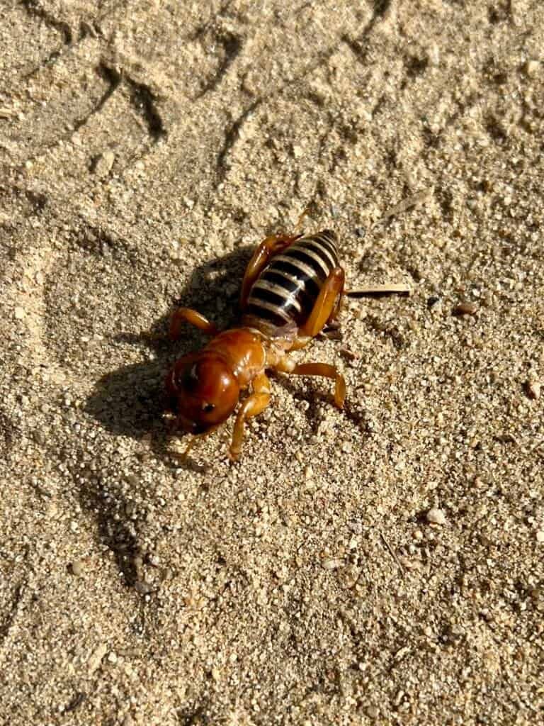 Jerusalem cricket walking across sandy trail surface at San Elijo Lagoon