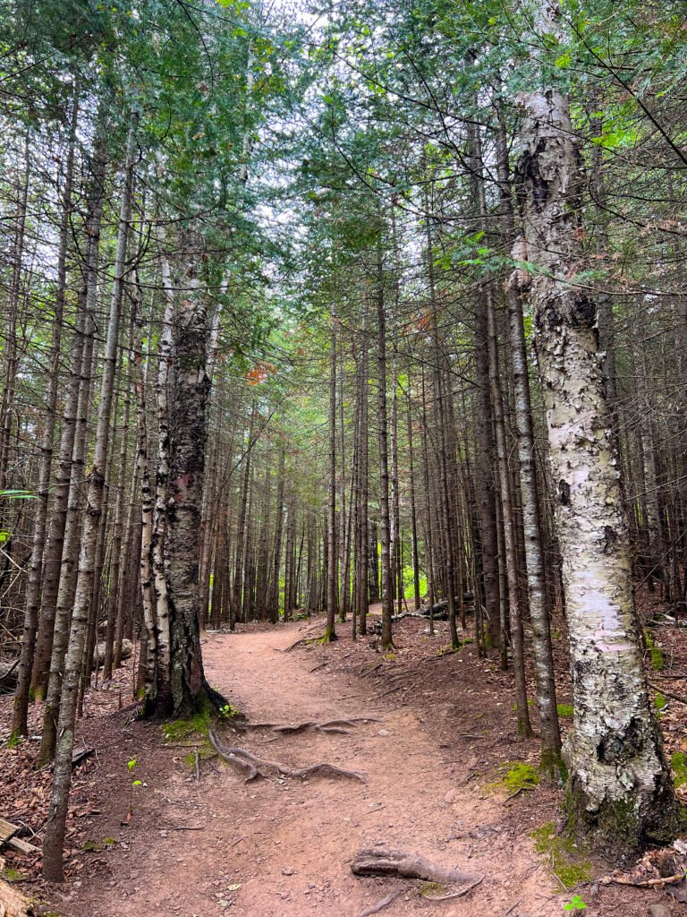 Dirt hiking trail winding through dense forest in Tettegouche State Park, Minnesota.