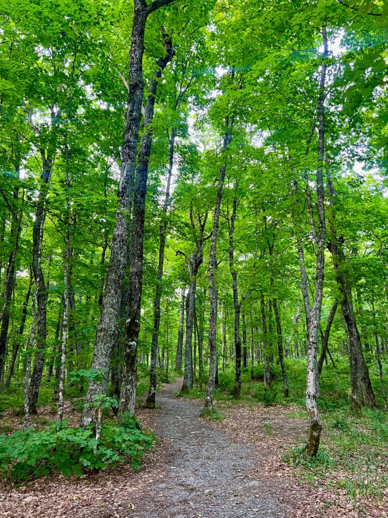 Wooded connector trail between the Mount Arvon summit and overlook in Michigan’s Upper Peninsula.