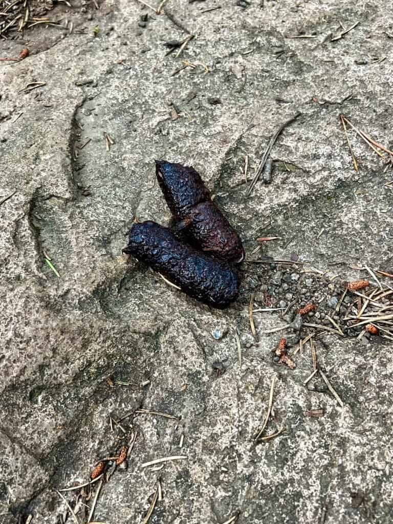 Fresh bear scat on rocky trail surface along the Eagle Mountain trail in the Boundary Waters Canoe Area Wilderness.