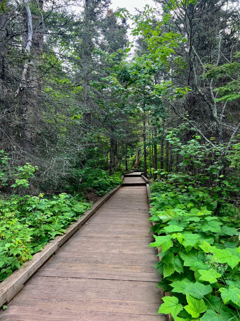 Wooden boardwalk trail winding through dense forest at Tettegouche State Park.