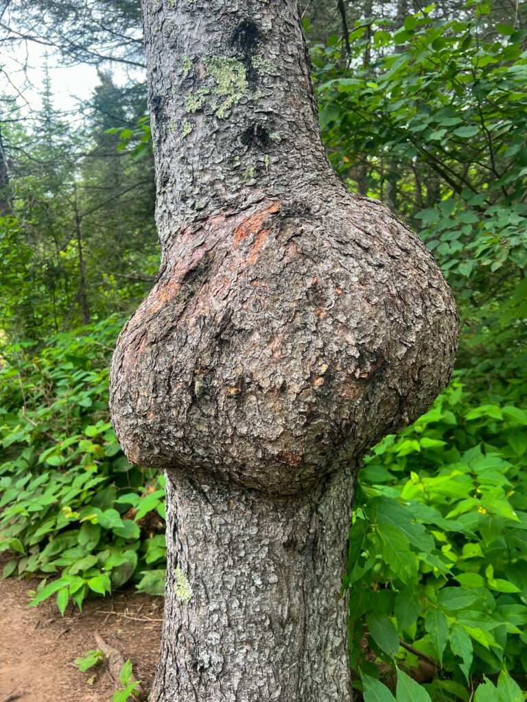 Large tree burl growing along a forest trail in Tettegouche State Park, Minnesota.