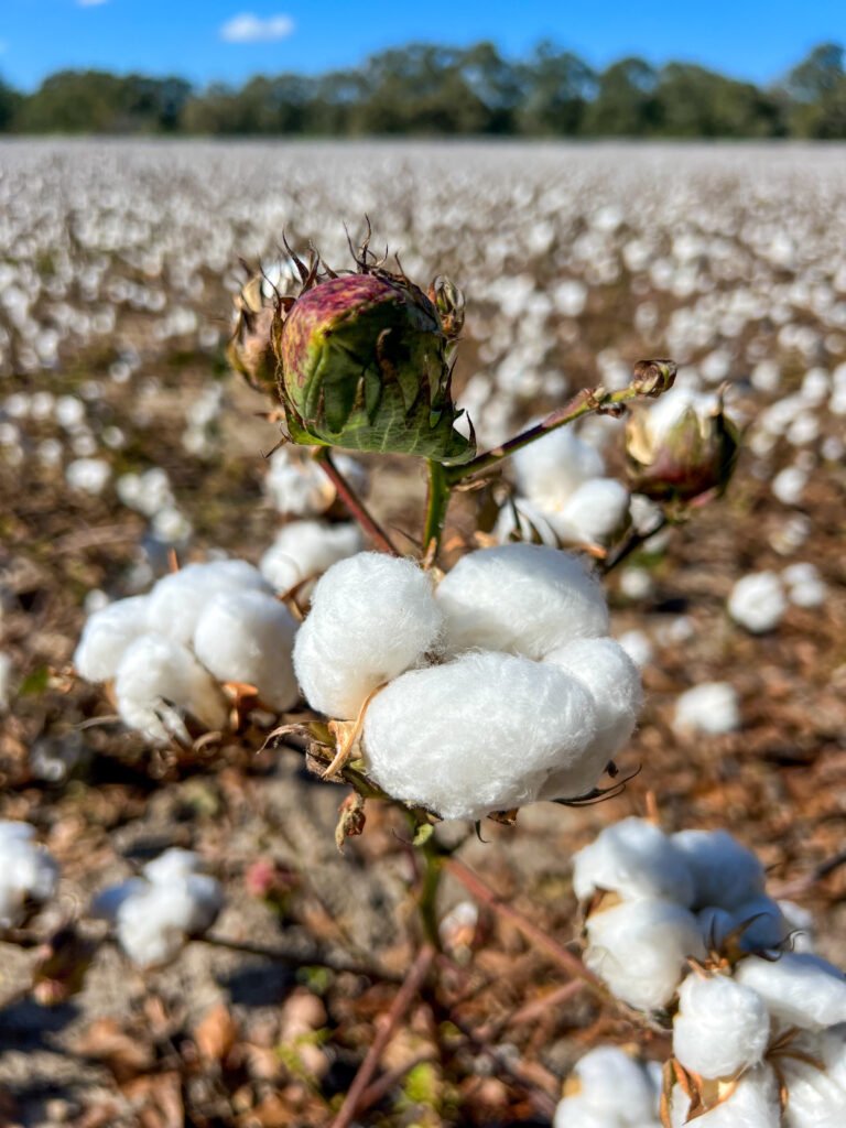 Close-up of a cotton boll in an Alabama cotton field during harvest season.