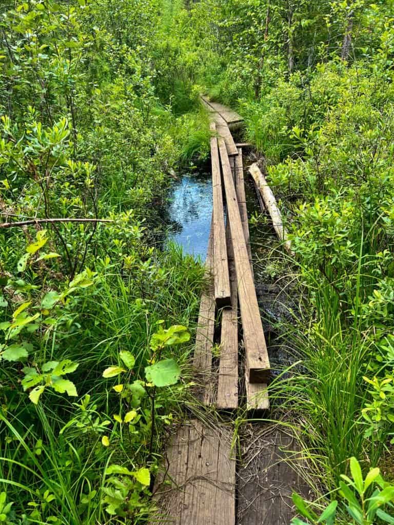 Wooden boardwalk crossing a wet, marshy section of the Eagle Mountain trail surrounded by summer greenery.