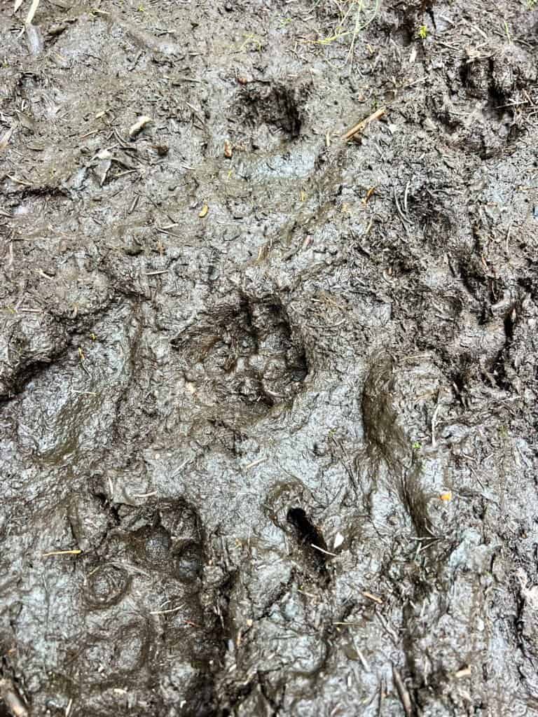 Large animal tracks pressed into muddy trail along the Eagle Mountain route in northeastern Minnesota.