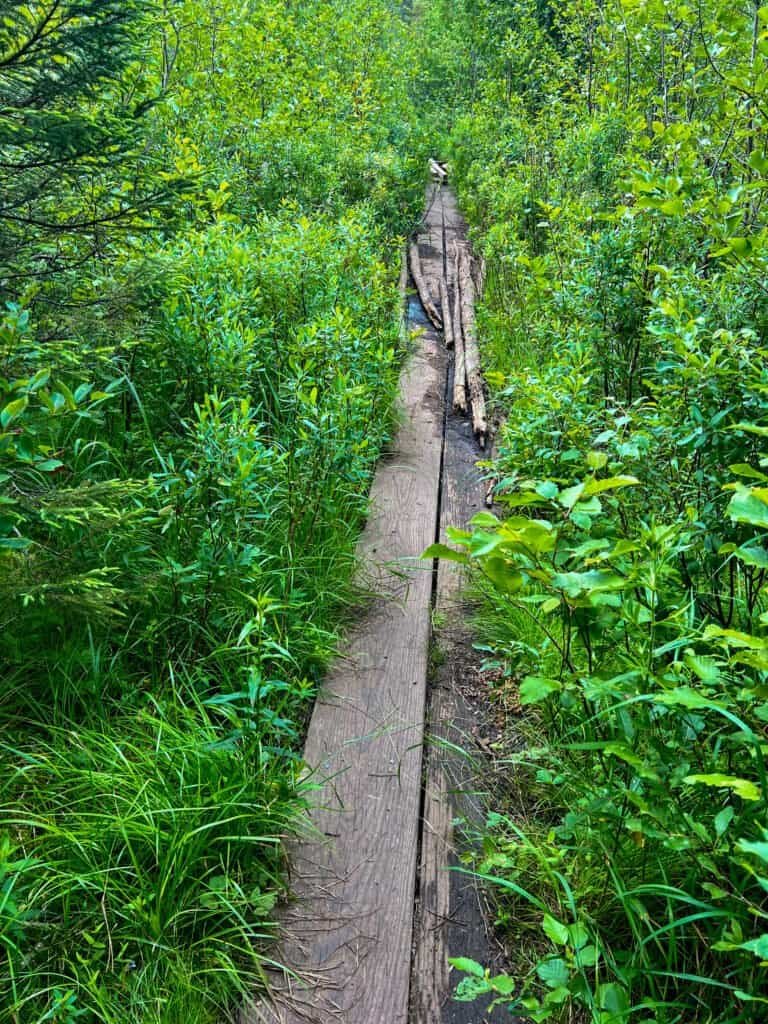 Narrow wooden boardwalk cutting through dense green forest along the Eagle Mountain trail in Minnesota.