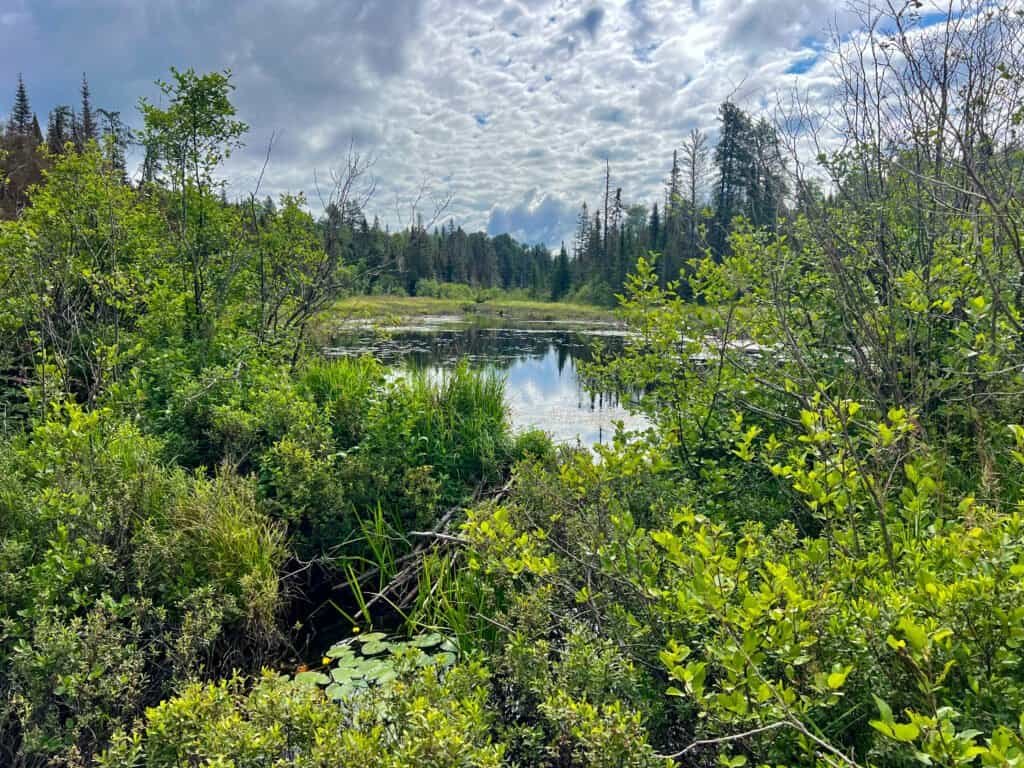 Quiet wetland pond surrounded by dense forest along the Eagle Mountain trail in the Boundary Waters Canoe Area Wilderness.