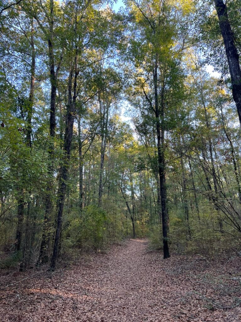 Leaf-covered nature trail winding through tall trees at Lakewood Park near Britton Hill, Florida