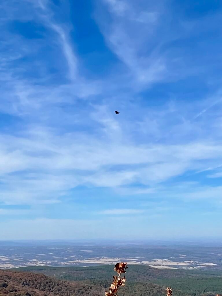 Hawk soaring high above Mount Magazine with layered blue sky and valley far below