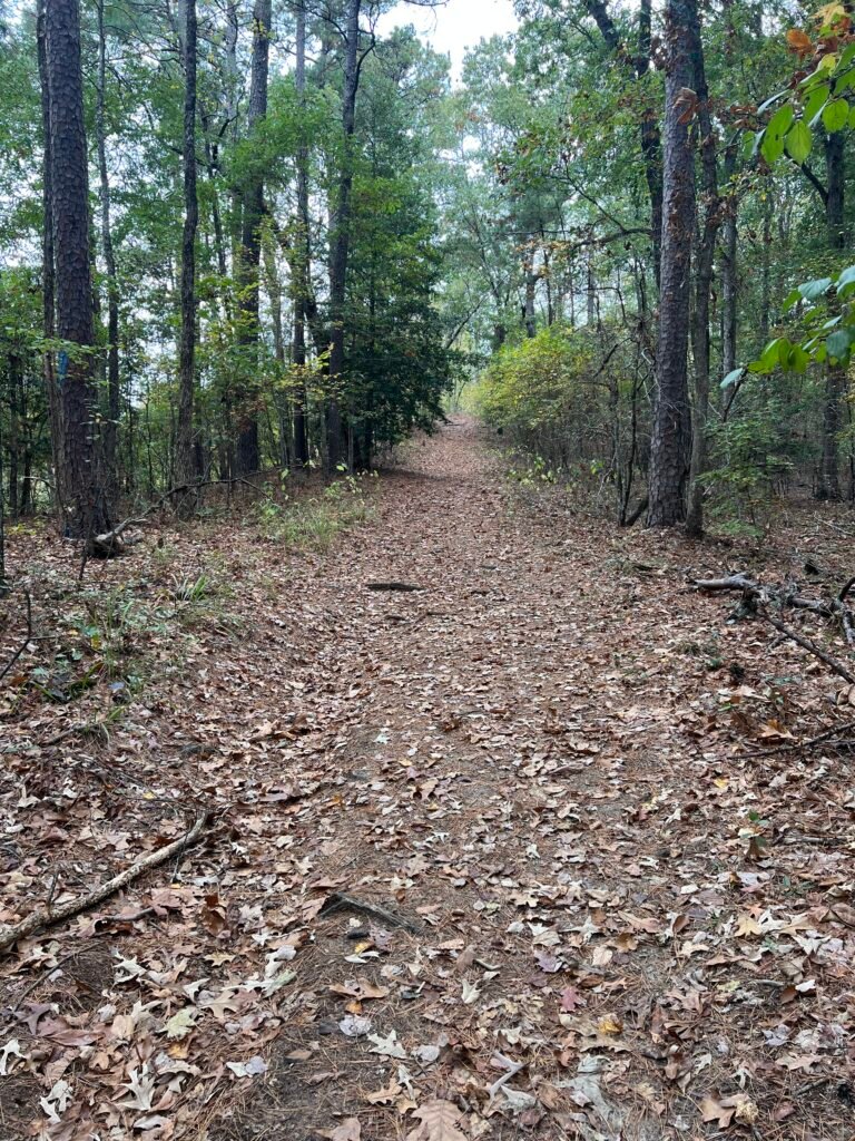 Gentle uphill section of the Driskill Mountain trail covered in fallen leaves and surrounded by pine and hardwood trees.