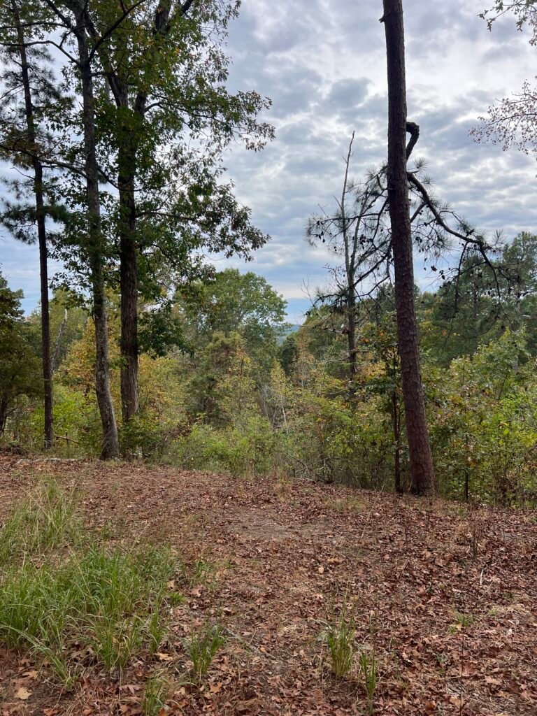 Wooded view from Driskill Mountain summit overlooking rolling Louisiana forest under cloudy skies