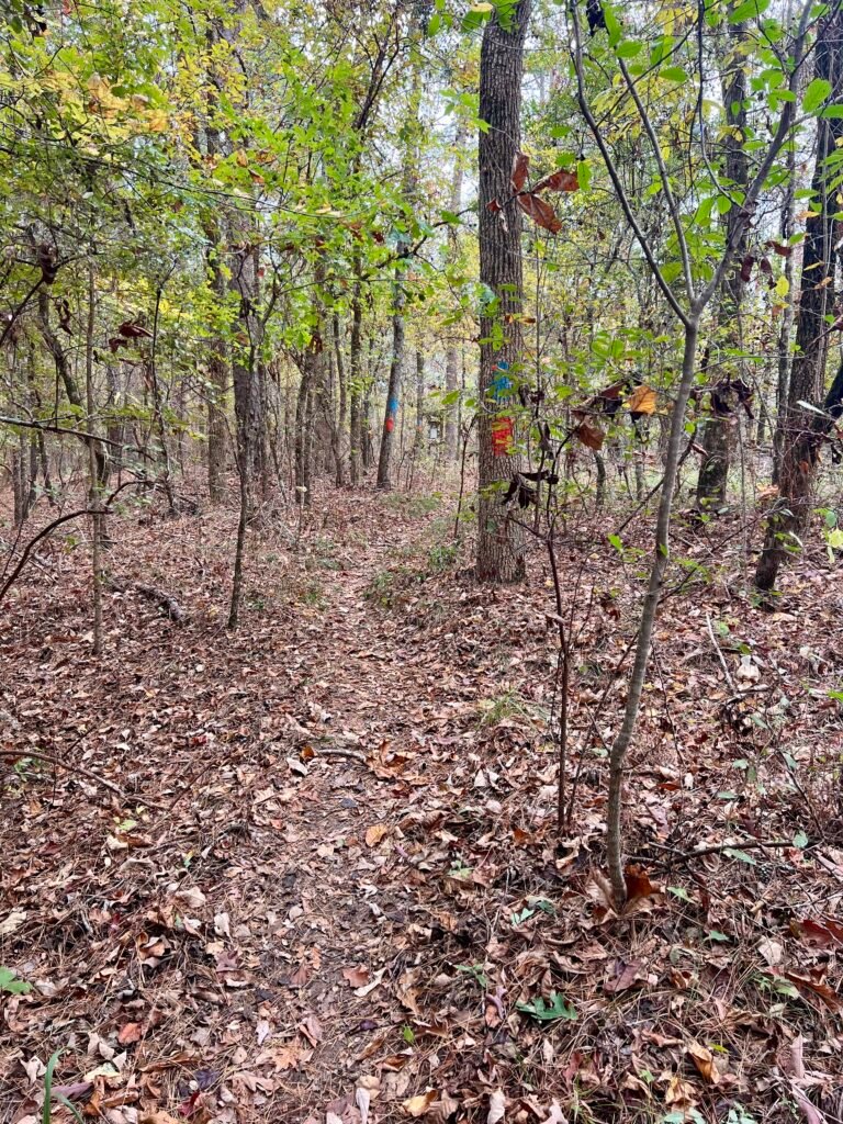 Narrow wooded trail behind Driskill Mountain summit with blue and red trail markings on trees