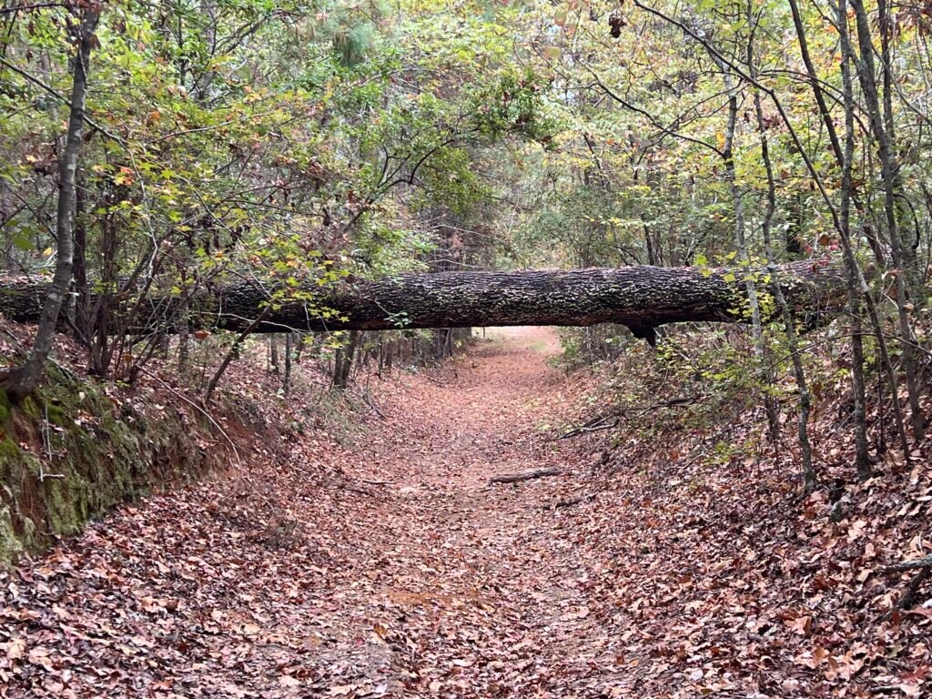 Fallen tree across leaf-covered trail near the end of the Driskill Mountain hike