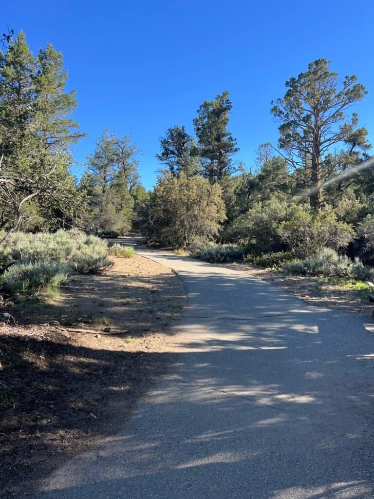 Paved trail through pine forest near Big Bear Discovery Center