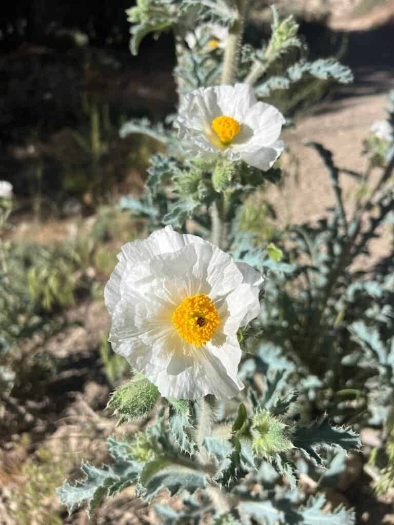 White prickly poppy blooming along the Cougar Crest Trail in Big Bear
