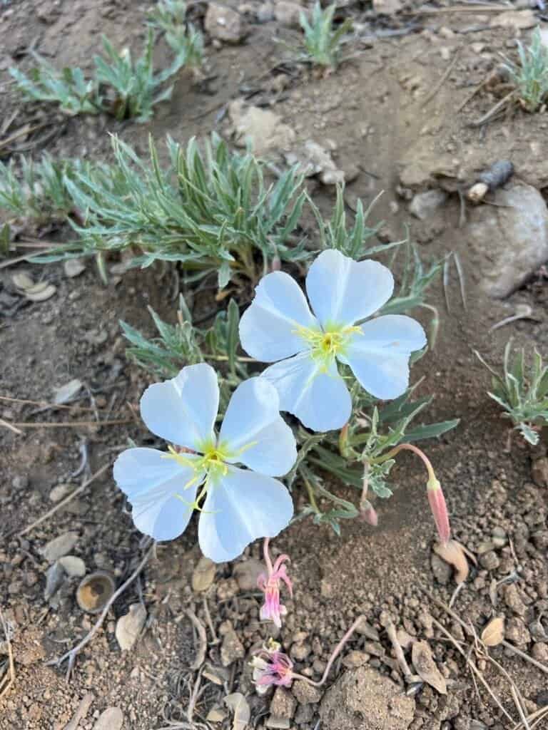 California evening primrose (Oenothera californica) blooming along a rocky mountain trail