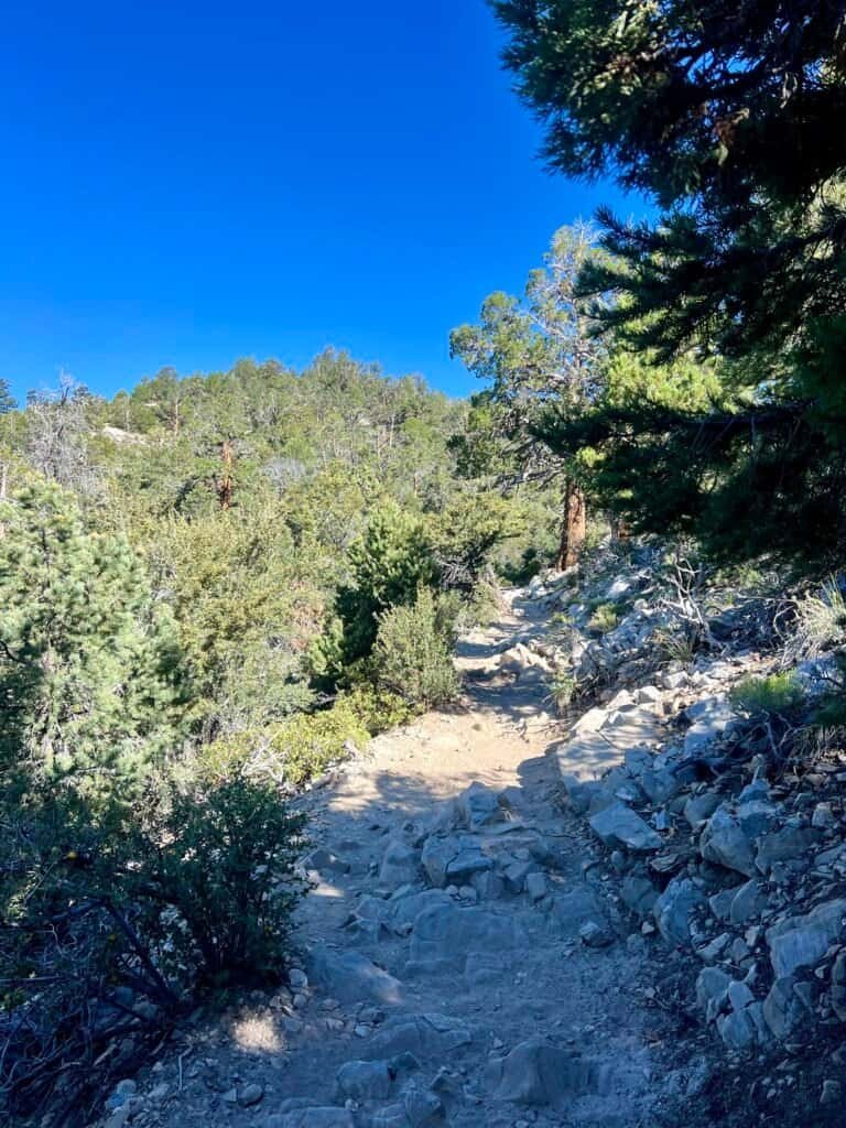 Gradual uphill trail with rocks and pine trees on the Cougar Crest Trail near Big Bear Lake