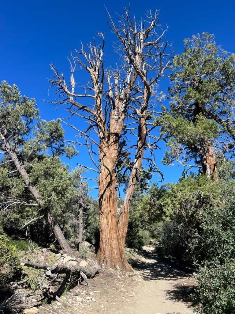Western bristlecone pine beside the Pacific Crest Trail in Southern California