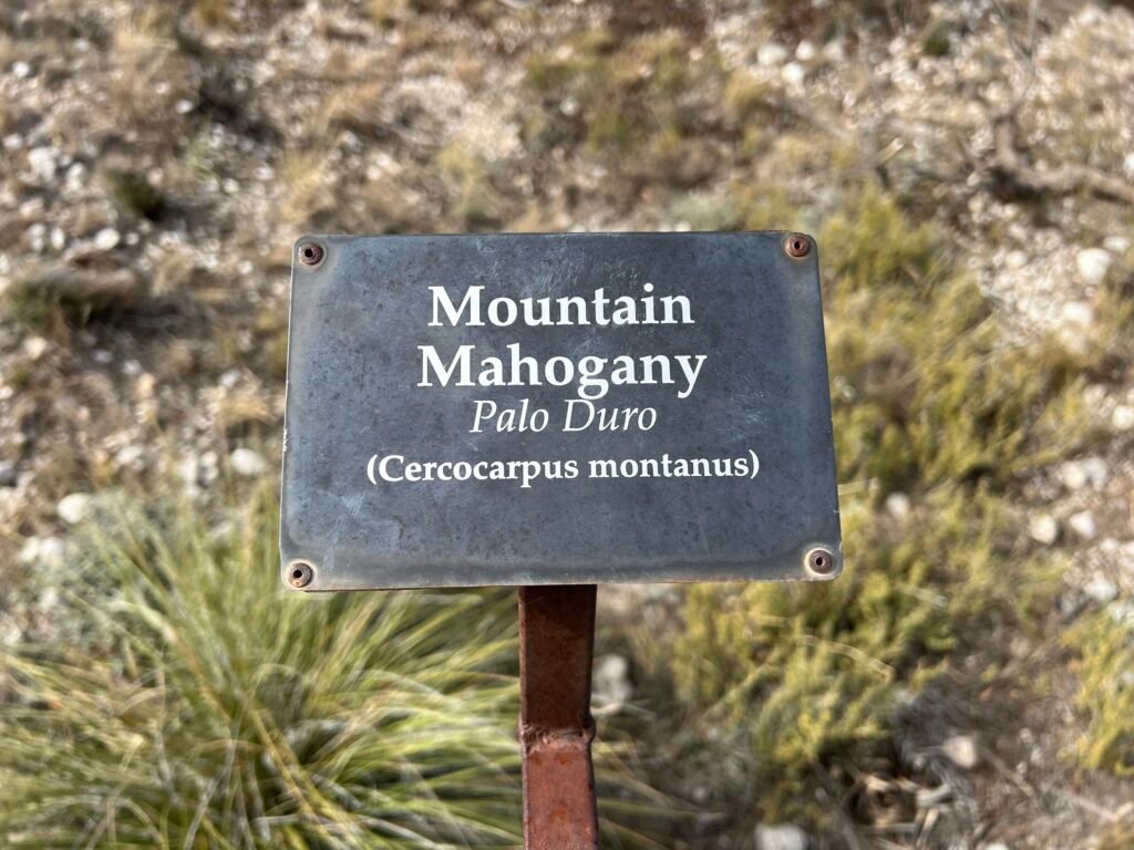 Mountain Mahogany (Cercocarpus montanus) plant identification sign on rocky desert trail