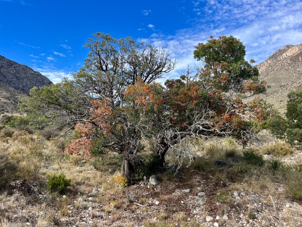 Mountain Mahogany tree with red berries in rocky desert landscape