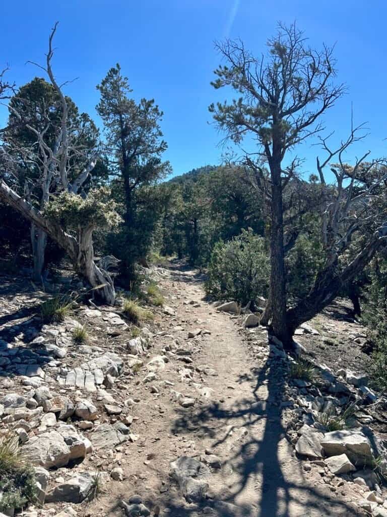 Rocky section of the Pacific Crest Trail winding through pine and juniper forest.