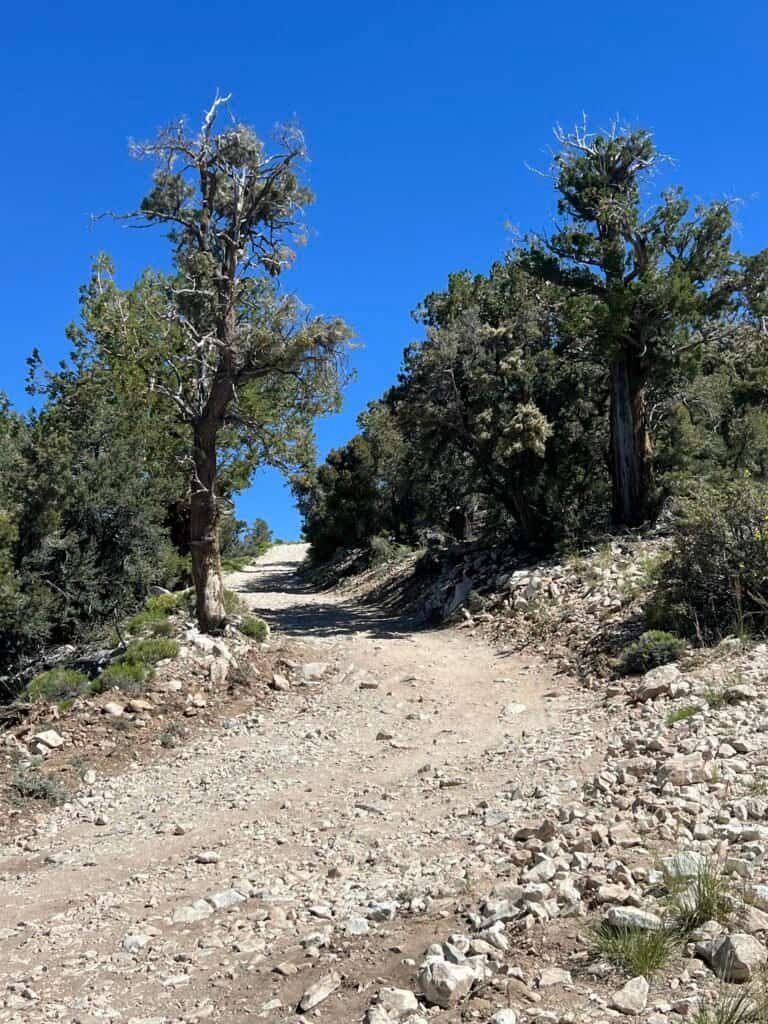 Steep rocky road climbing toward Bertha Peak through pine forest near Big Bear Lake