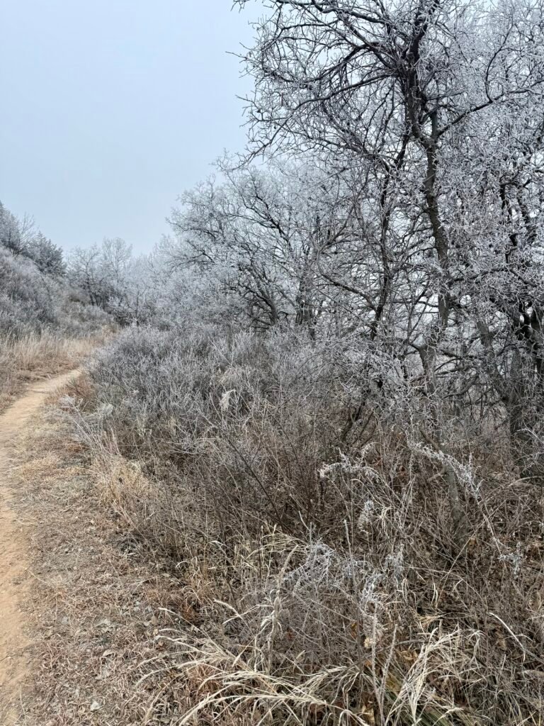 Frost-covered trees lining the Big Springs Nature Trail at Lake Scott in western Kansas.