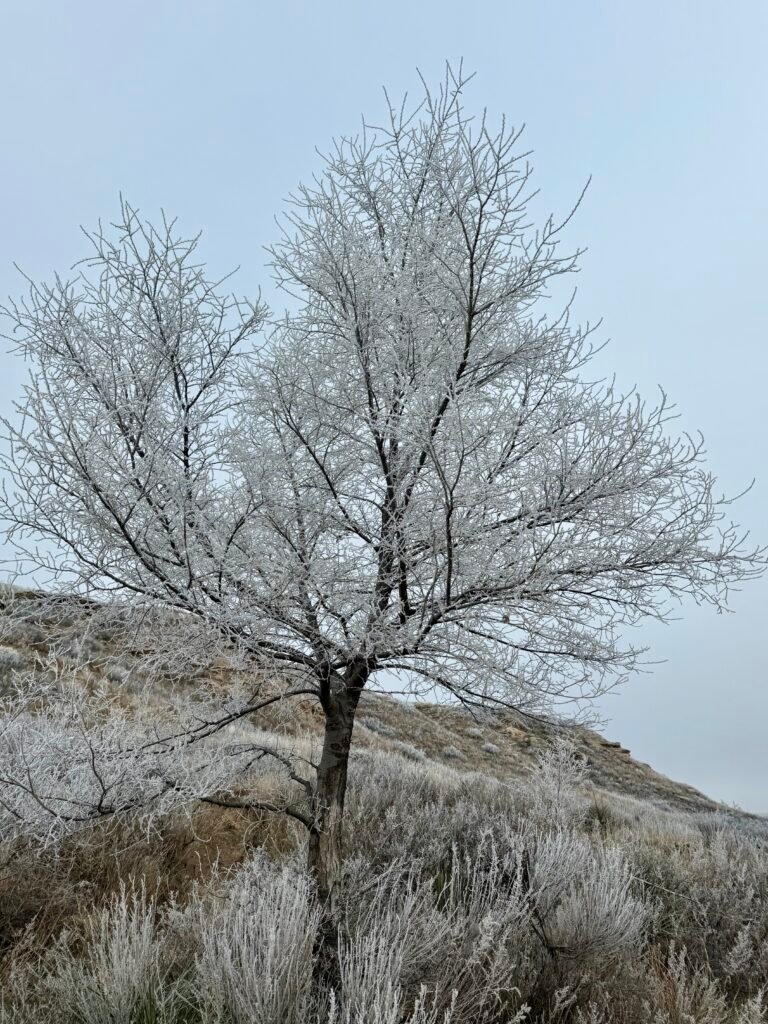 Frost-covered tree along the bluff trail at Historic Lake Scott State Park on a cold winter morning.
