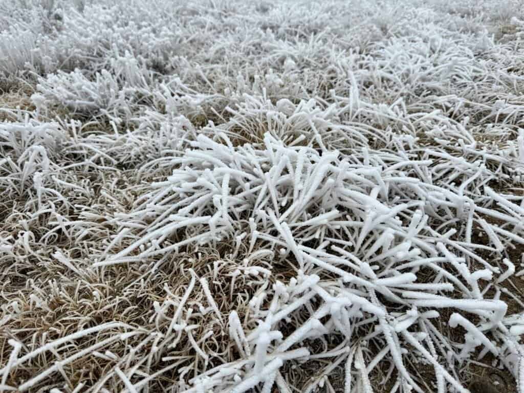 Close-up of prairie grass coated in thick frost near Panorama Point, Nebraska, creating an icy winter texture.