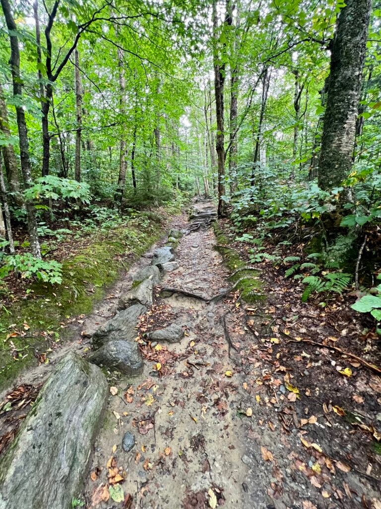 Rocky and root-covered section of the Sunset Ridge Trail through dense green forest on Mount Mansfield.