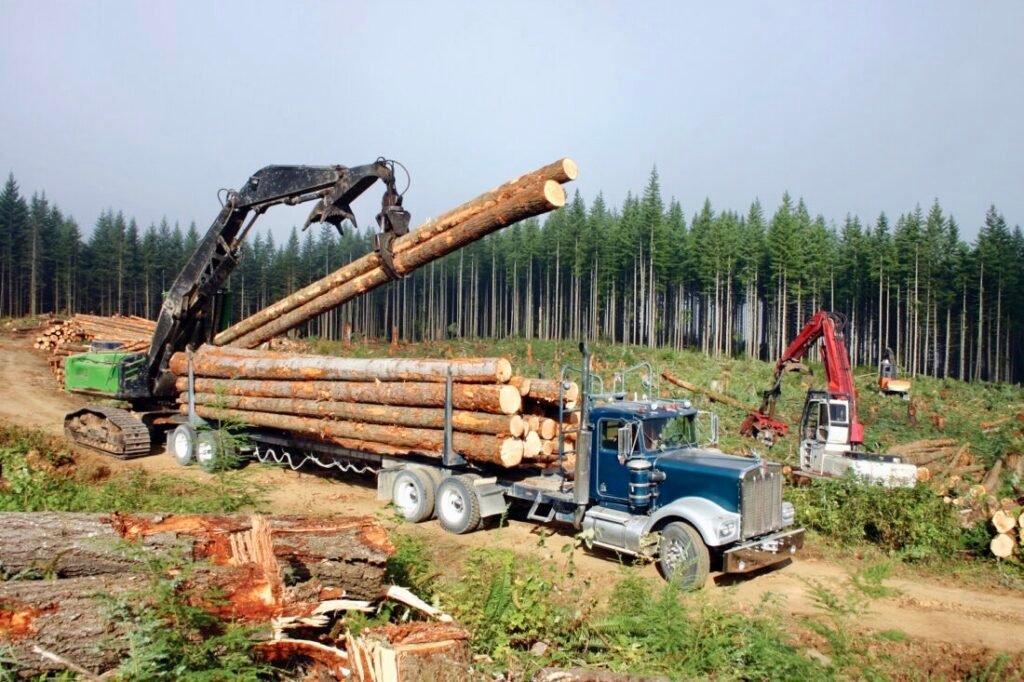 Logging equipment loading freshly cut pine logs onto a semi-truck in a cleared forest area.