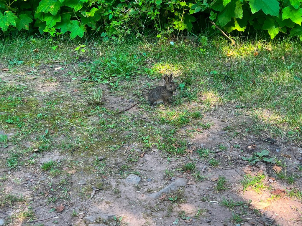 Snowshoe hare in summer coat near Baptism River Campground in Tettegouche State Park.